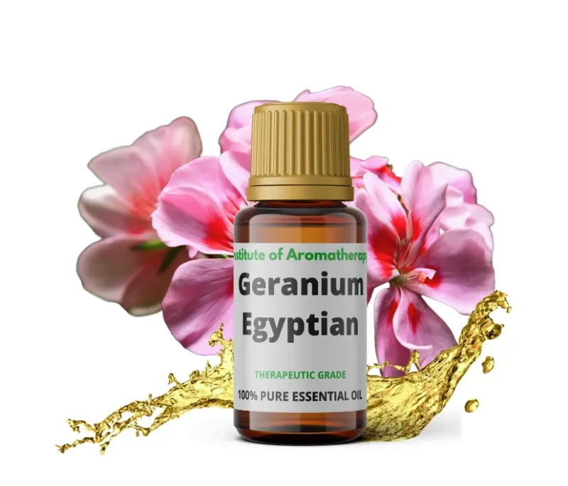 geranium egipskie.webp