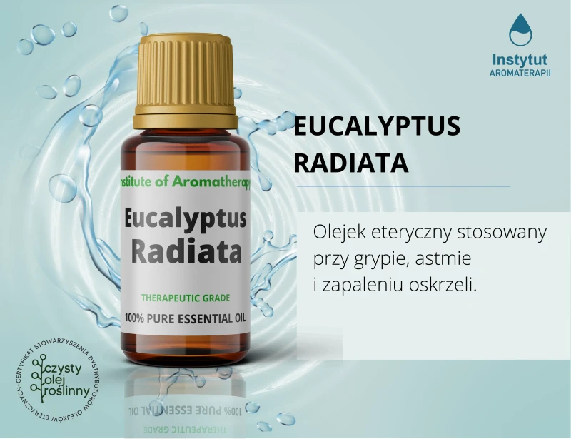 _ reklama_EUKALIPTUS RADIATA.webp