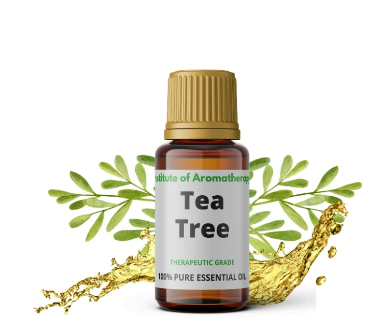 tea tree.webp