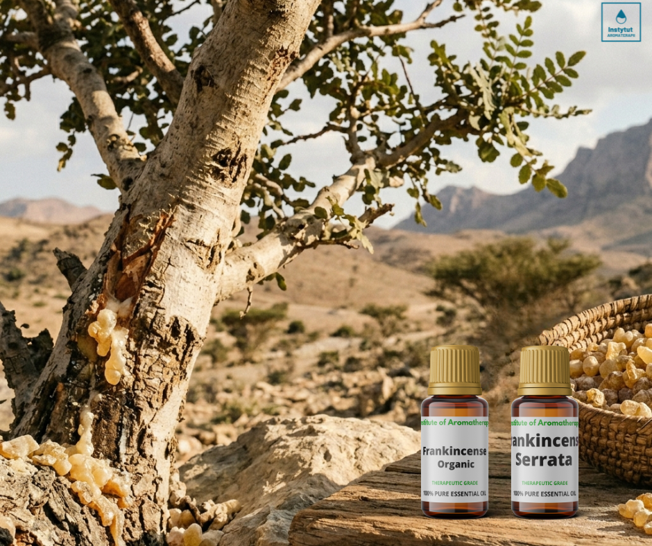 Kadzidłowiec w aromaterapii – jeden zapach, wiele możliwości działania